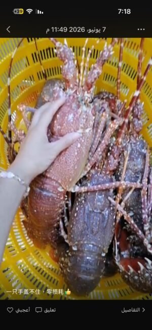 Langouste