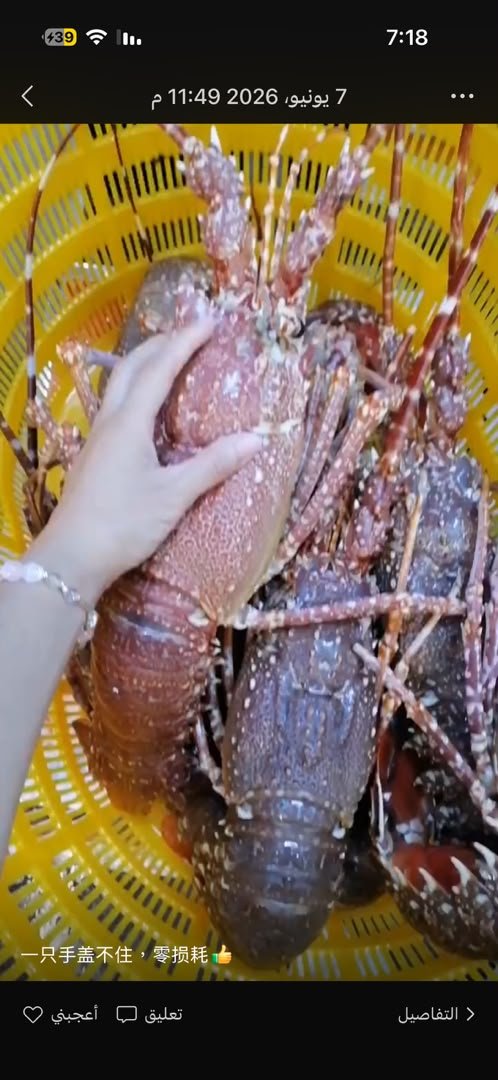 Langouste